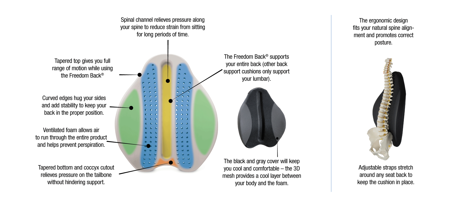 cushion between spine